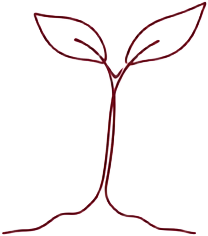 Line drawing of a sprout